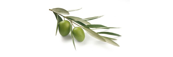 Le macérat de bourgeons d'Olivier